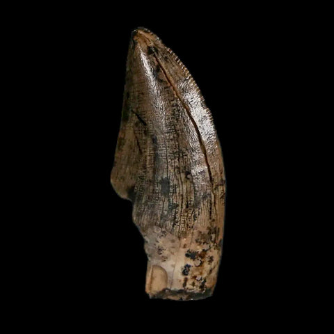 1" Tyrannosaur Serrated Fossil Tooth Cretaceous Dinosaur Judith River FM MT COA