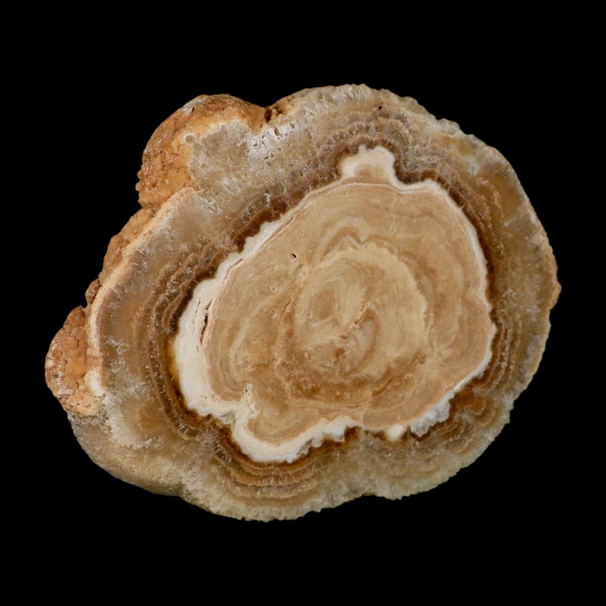 5.6" Aragonite Stalactite Slice Cave Calcite Crystal Mineral Specimen Morocco - Fossil Age Minerals