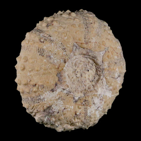 49MM Detailed Fossil Tetragramma Marticense Sea Urchin Echinoid Cretaceous - Fossil Age Minerals