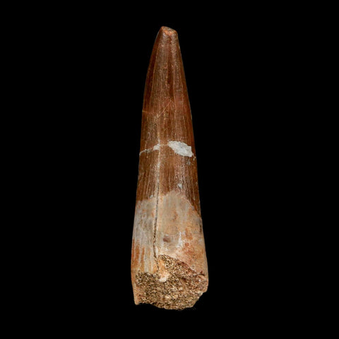 XL 2.2" Plesiosaur Zarafasaura Tooth Fossil Cretaceous Dinosaur Era COA, Stand - Fossil Age Minerals