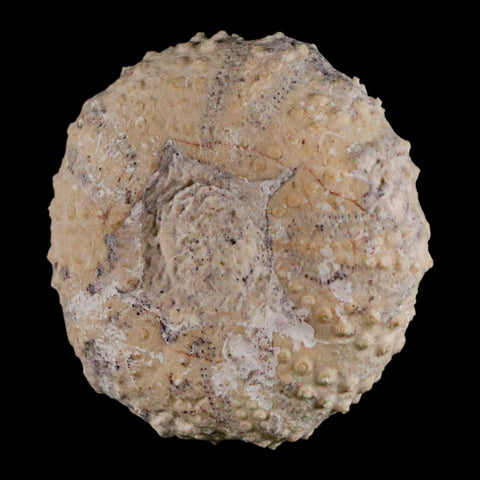 49MM Detailed Fossil Tetragramma Marticense Sea Urchin Echinoid Cretaceous - Fossil Age Minerals