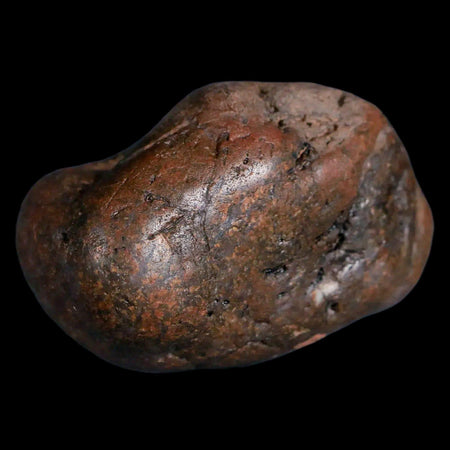1.9" Sauropod Dinosaur Stomach Stone Gastrolith Rock Gizzard Stone COA