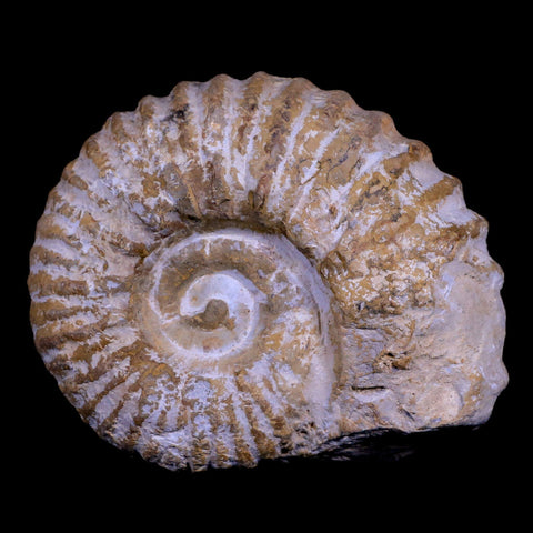 4.2" Acanthoceras Ammonite Fossil Agadir Morocco 360 Million Year Old COA - Fossil Age Minerals