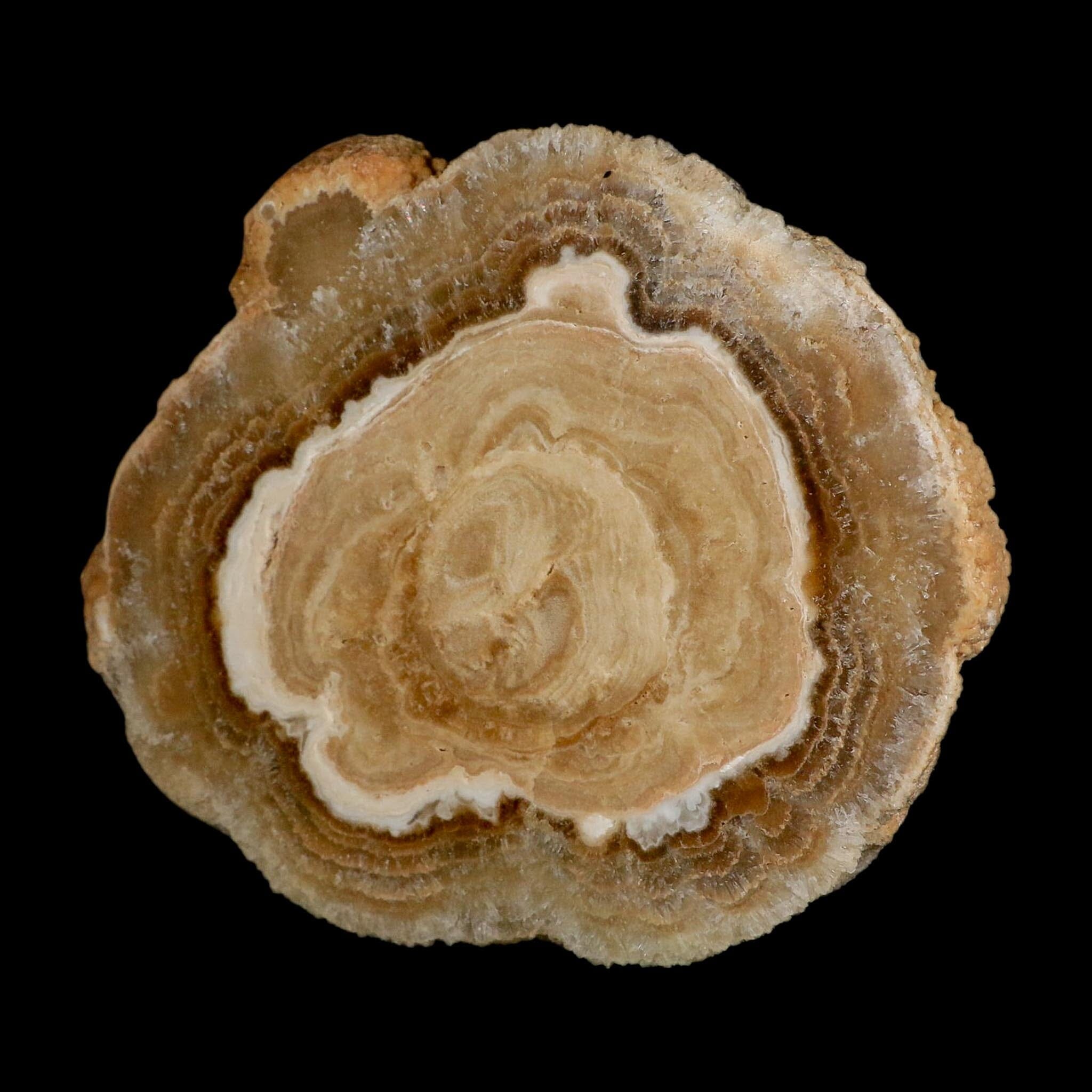 5.6" Aragonite Stalactite Slice Cave Calcite Crystal Mineral Specimen Morocco - Fossil Age Minerals