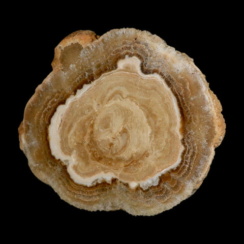 5.6" Aragonite Stalactite Slice Cave Calcite Crystal Mineral Specimen Morocco
