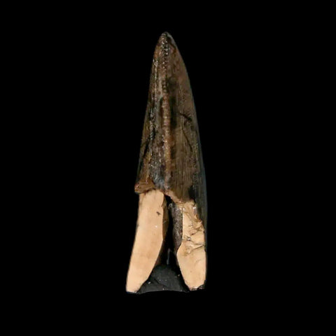 1" Tyrannosaur Serrated Fossil Tooth Cretaceous Dinosaur Judith River FM MT COA - Fossil Age Minerals
