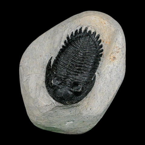 1.7" Metacanthina Issoumourensis Trilobite Fossil Devonian Age 400 Mil Yrs Old COA - Fossil Age Minerals