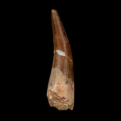 XL 2.2" Plesiosaur Zarafasaura Tooth Fossil Cretaceous Dinosaur Era COA, Stand - Fossil Age Minerals