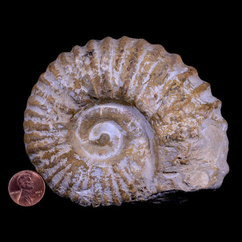 4.2" Acanthoceras Ammonite Fossil Agadir Morocco 360 Million Year Old COA - Fossil Age Minerals
