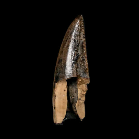 1" Tyrannosaur Serrated Fossil Tooth Cretaceous Dinosaur Judith River FM MT COA