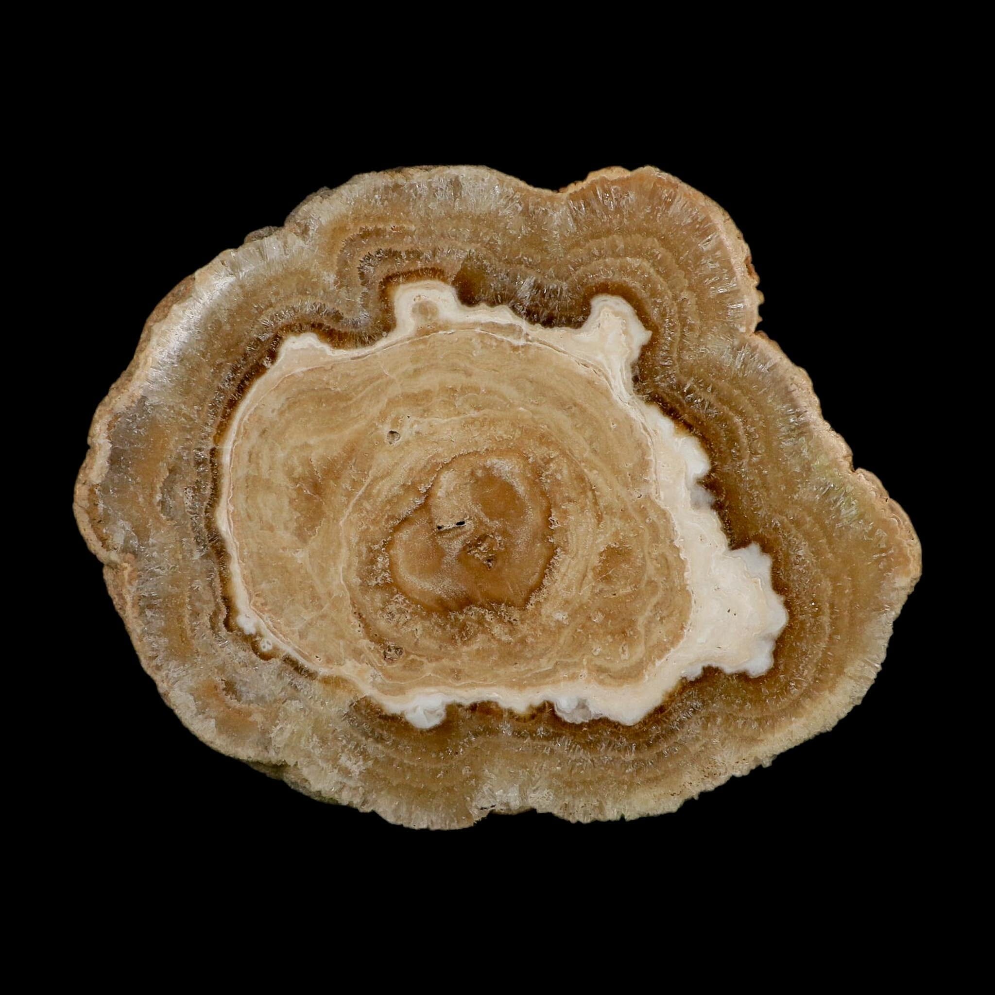 5.6" Aragonite Stalactite Slice Cave Calcite Crystal Mineral Specimen Morocco - Fossil Age Minerals