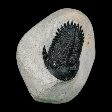 1.7" Metacanthina Issoumourensis Trilobite Fossil Devonian Age 400 Mil Yrs Old COA - Fossil Age Minerals