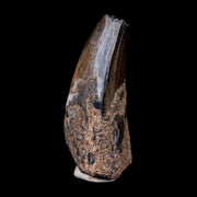 2" Sarcosuchus Imperator Crocodile Fossil Tooth Elrhaz FM Cretaceous Niger COA