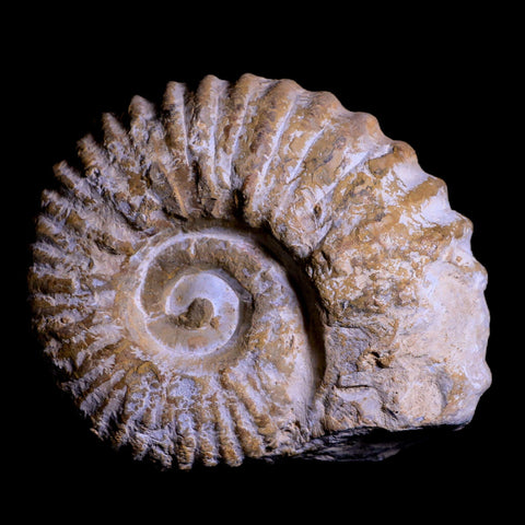 4.2" Acanthoceras Ammonite Fossil Agadir Morocco 360 Million Year Old COA - Fossil Age Minerals