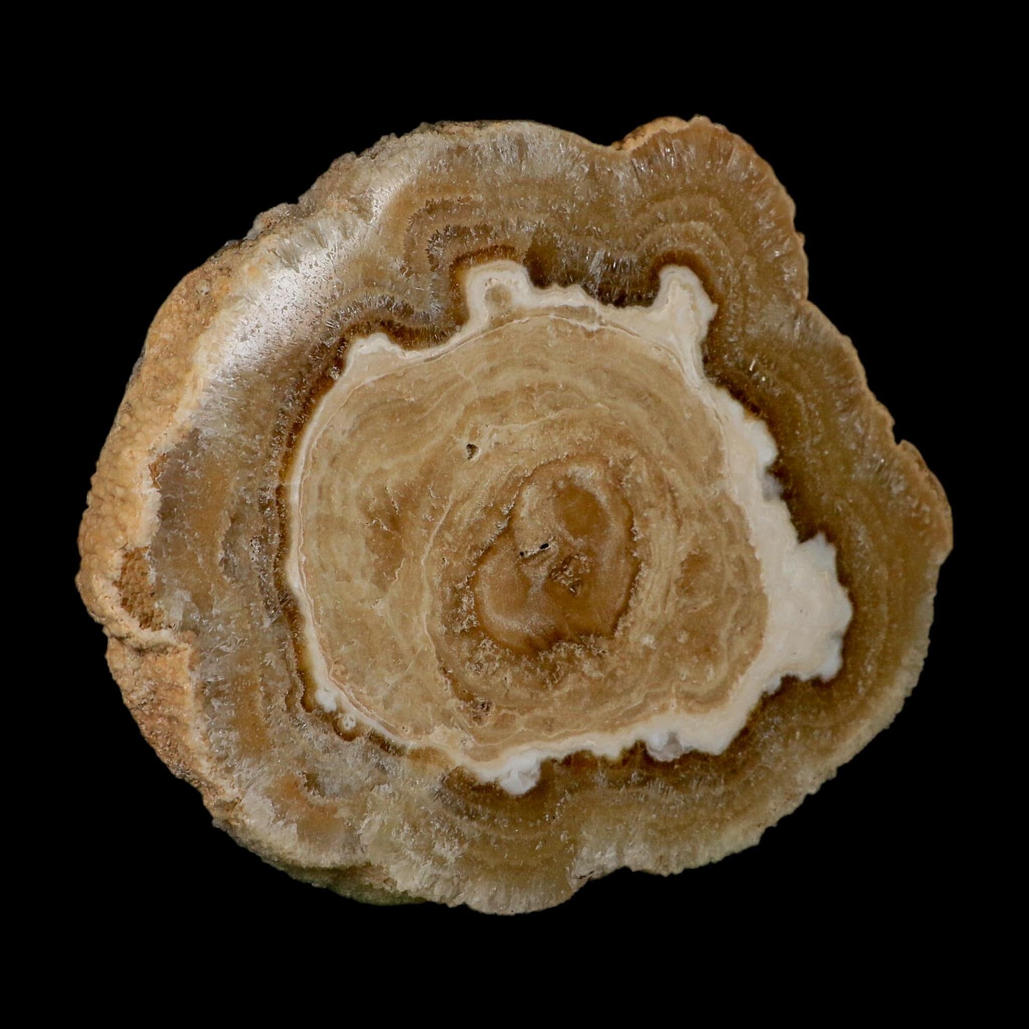 5.6" Aragonite Stalactite Slice Cave Calcite Crystal Mineral Specimen Morocco - Fossil Age Minerals