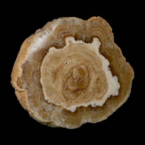 5.6" Aragonite Stalactite Slice Cave Calcite Crystal Mineral Specimen Morocco
