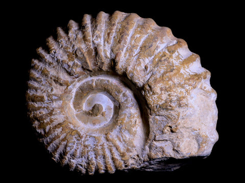 4.2" Acanthoceras Ammonite Fossil Agadir Morocco 360 Million Year Old COA - Fossil Age Minerals