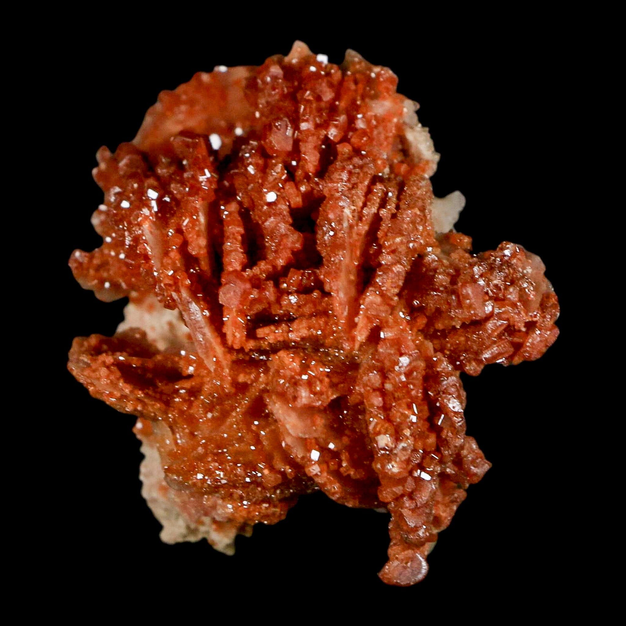 2.1" Sparkly Red Vanadinite Crystals on White Barite Blades Mineral Mabladen Morocco - Fossil Age Minerals