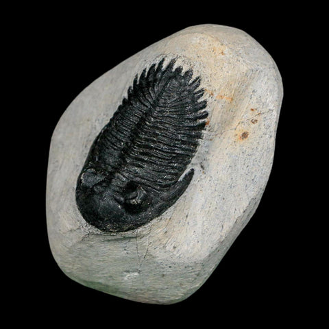 1.7" Metacanthina Issoumourensis Trilobite Fossil Devonian Age 400 Mil Yrs Old COA - Fossil Age Minerals
