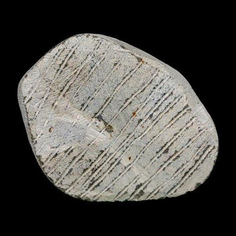 1.7" Metacanthina Issoumourensis Trilobite Fossil Devonian Age 400 Mil Yrs Old COA - Fossil Age Minerals