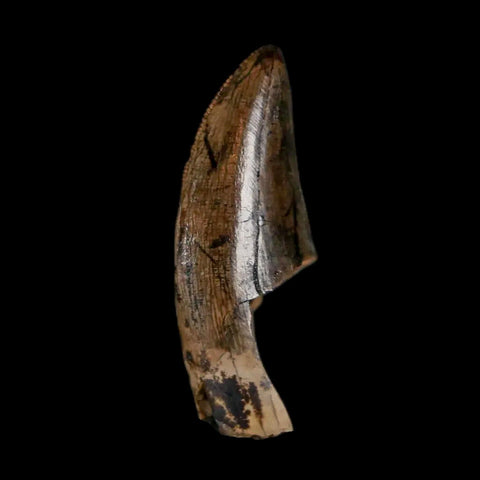 1" Tyrannosaur Serrated Fossil Tooth Cretaceous Dinosaur Judith River FM MT COA