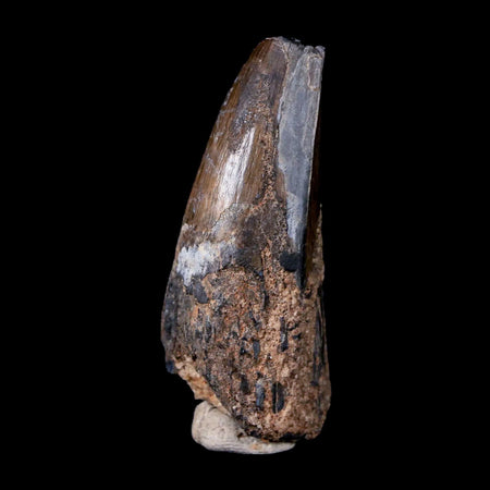 2" Sarcosuchus Imperator Crocodile Fossil Tooth Elrhaz FM Cretaceous Niger COA