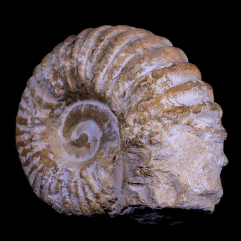4.2" Acanthoceras Ammonite Fossil Agadir Morocco 360 Million Year Old COA - Fossil Age Minerals