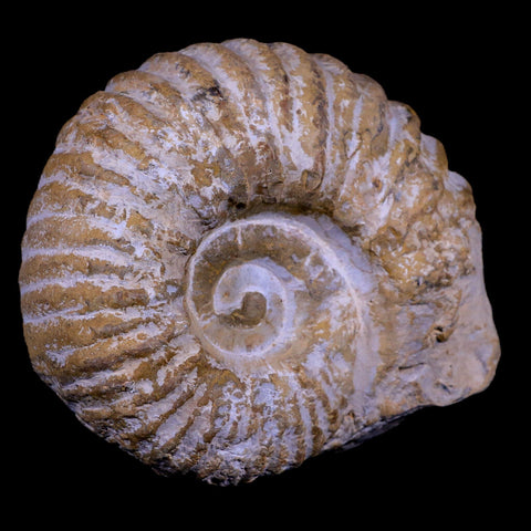 4.2" Acanthoceras Ammonite Fossil Agadir Morocco 360 Million Year Old COA - Fossil Age Minerals