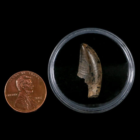 1" Tyrannosaur Serrated Fossil Tooth Cretaceous Dinosaur Judith River FM MT COA