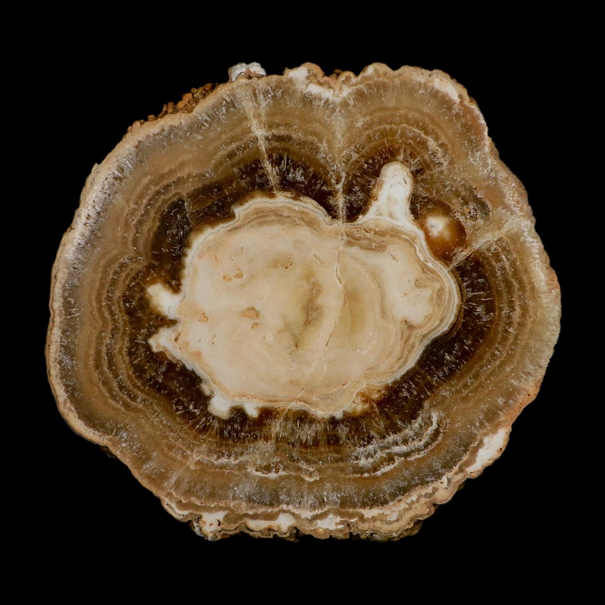 5.4" Aragonite Stalactite Slice Cave Calcite Crystal Mineral Specimen Morocco - Fossil Age Minerals