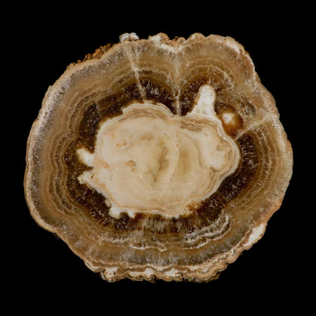 5.4" Aragonite Stalactite Slice Cave Calcite Crystal Mineral Specimen Morocco