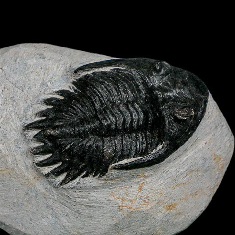 2.2" Metacanthina Issoumourensis Trilobite Fossil Devonian Age 400 Mil Yrs Old COA - Fossil Age Minerals