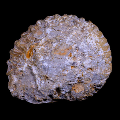 4.2" Acanthoceras Ammonite Fossil Agadir Morocco 360 Million Year Old COA - Fossil Age Minerals