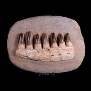9" Mosasaur Prognathodon Fossil Jaw Teeth Cretaceous Dinosaur Era COA, Stand