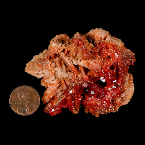 2.7" Sparkly Red Vanadinite Crystals on White Barite Blades Mineral Mabladen Morocco - Fossil Age Minerals