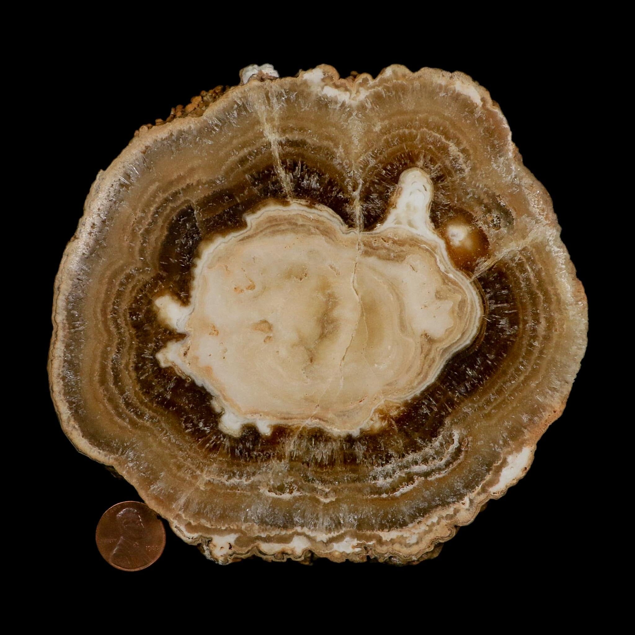 5.4" Aragonite Stalactite Slice Cave Calcite Crystal Mineral Specimen Morocco - Fossil Age Minerals
