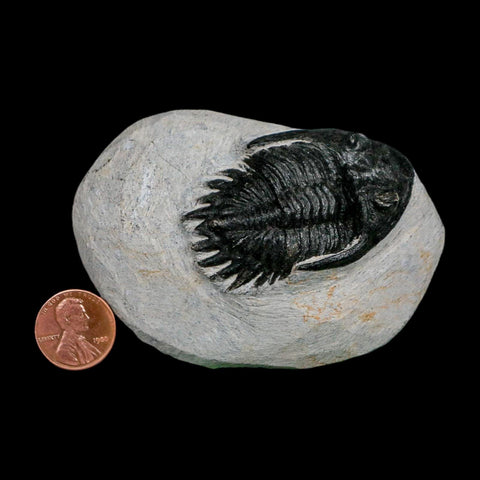 2.2" Metacanthina Issoumourensis Trilobite Fossil Devonian Age 400 Mil Yrs Old COA - Fossil Age Minerals