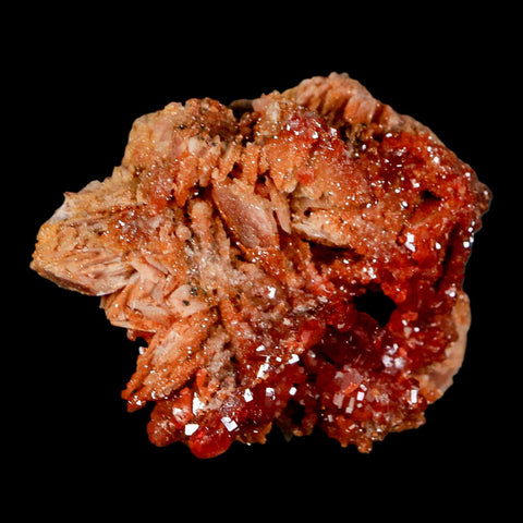 2.7" Sparkly Red Vanadinite Crystals on White Barite Blades Mineral Mabladen Morocco - Fossil Age Minerals