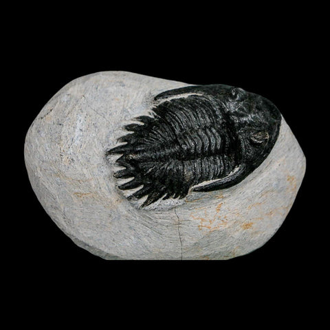 2.2" Metacanthina Issoumourensis Trilobite Fossil Devonian Age 400 Mil Yrs Old COA - Fossil Age Minerals