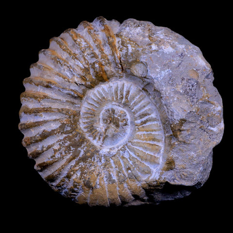 4.2" Acanthoceras Ammonite Fossil Agadir Morocco 360 Million Year Old COA - Fossil Age Minerals