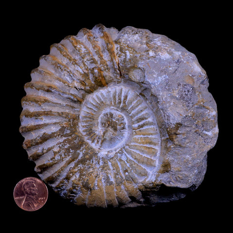 4.2" Acanthoceras Ammonite Fossil Agadir Morocco 360 Million Year Old COA - Fossil Age Minerals