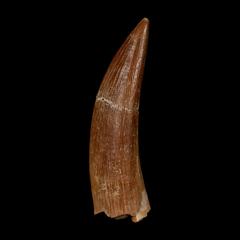 1.7" Plesiosaur Zarafasaura Tooth Fossil Cretaceous Dinosaur Era COA, Stand - Fossil Age Minerals