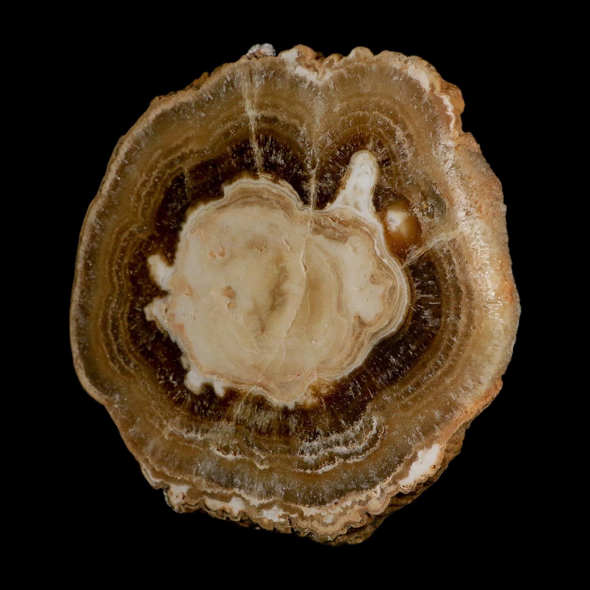 5.4" Aragonite Stalactite Slice Cave Calcite Crystal Mineral Specimen Morocco - Fossil Age Minerals