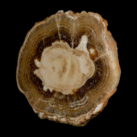 5.4" Aragonite Stalactite Slice Cave Calcite Crystal Mineral Specimen Morocco