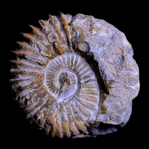 4.2" Acanthoceras Ammonite Fossil Agadir Morocco 360 Million Year Old COA - Fossil Age Minerals