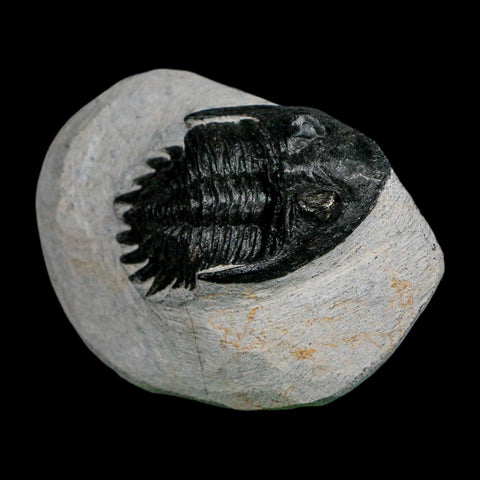 2.2" Metacanthina Issoumourensis Trilobite Fossil Devonian Age 400 Mil Yrs Old COA - Fossil Age Minerals