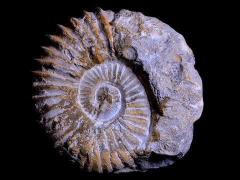 4.2" Acanthoceras Ammonite Fossil Agadir Morocco 360 Million Year Old COA - Fossil Age Minerals