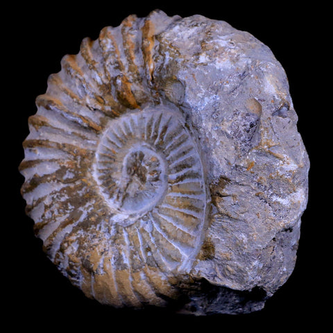 4.2" Acanthoceras Ammonite Fossil Agadir Morocco 360 Million Year Old COA - Fossil Age Minerals