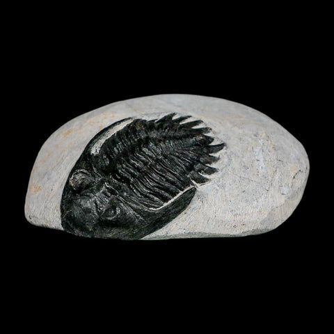 2.2" Metacanthina Issoumourensis Trilobite Fossil Devonian Age 400 Mil Yrs Old COA - Fossil Age Minerals