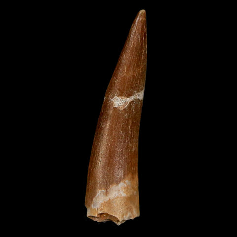 1.7" Plesiosaur Zarafasaura Tooth Fossil Cretaceous Dinosaur Era COA, Stand - Fossil Age Minerals